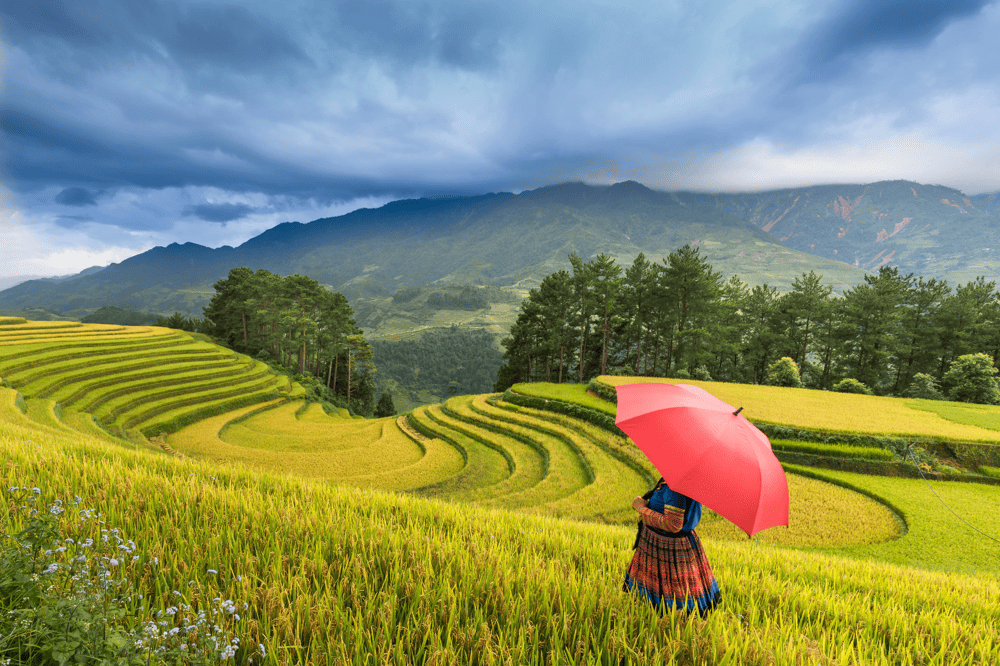 Walking across Muong Hoa Valley lets you soak in the breathtaking scenery (Source: Pexels)